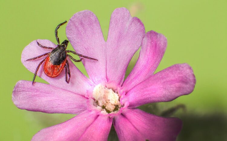 Sezona klíšťat nekončí s letními prázdninami