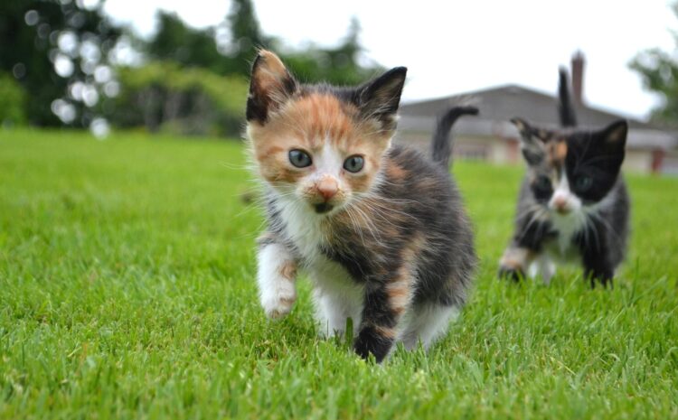  Proč vlastně zbožňujeme kočky?